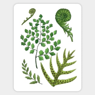 Watercolor Fern Illustrations Sticker